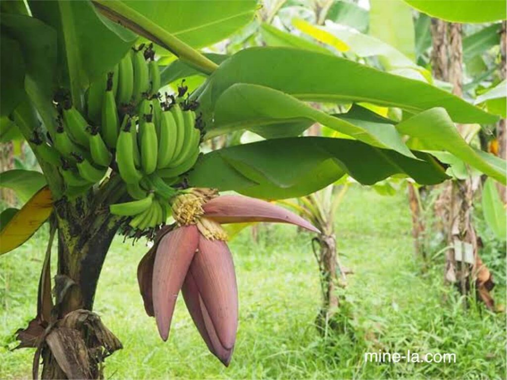ประโยชน์ของต้นกล้วย ทุกส่วนของกล้วยเต็มไปด้วยคุณค่าทางโภชนาการและประโยชน์ต่อสุขภาพ พืชที่อ่อนน้อมถ่อมตนนี้มีดอก ลำต้น ผลและใบ สามารถบริโภค