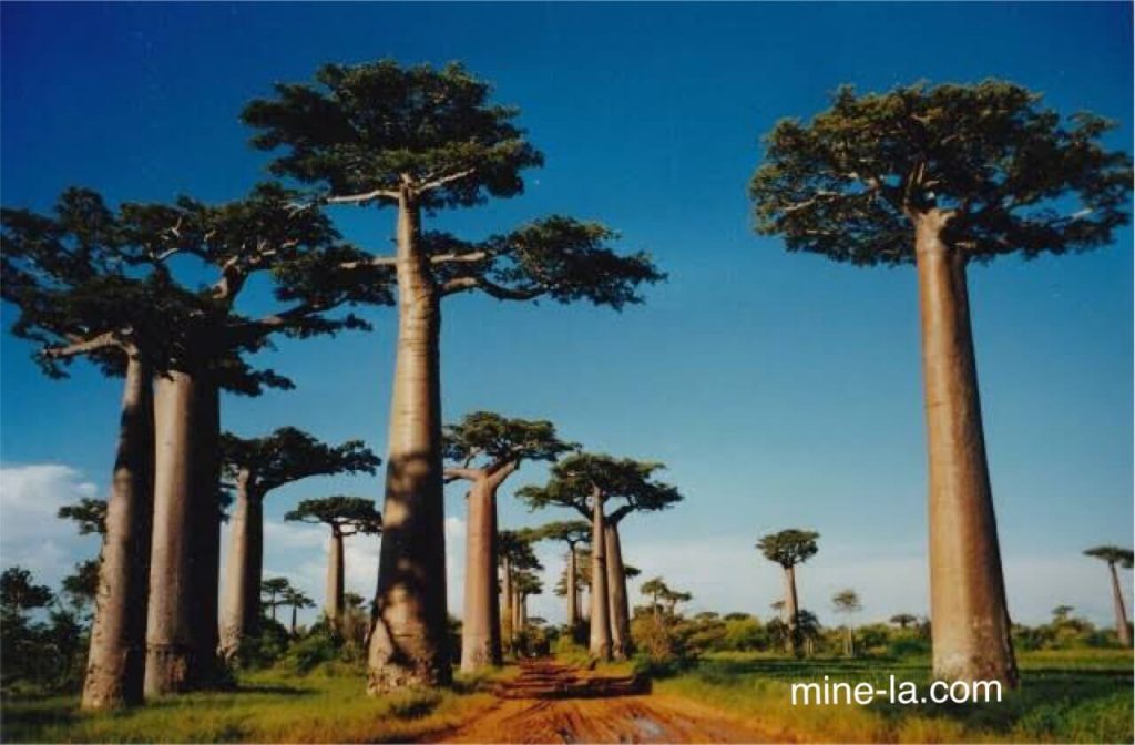 ต้นเบาบับ เป็นไม้ผลัดใบที่มีความสูงตั้งแต่ 5 ถึง 20 เมตร ต้นเบาบับเป็นต้นไม้ที่ดูแปลกตาซึ่งเติบโตในพื้นที่ลุ่มต่ำในแอฟริกา