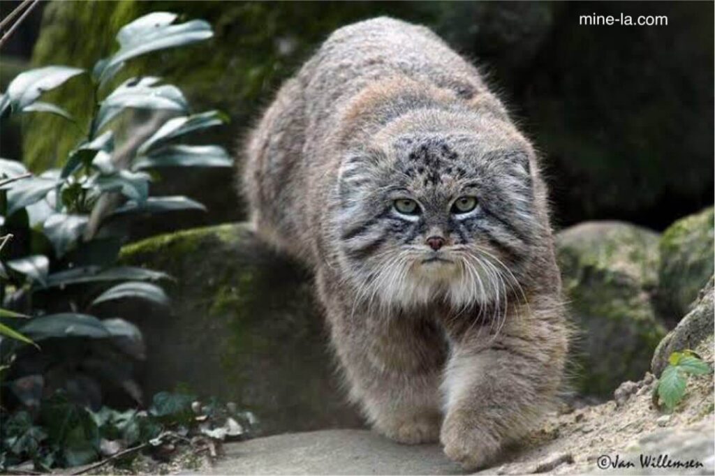 Pallas cat เป็นแมวป่า ขนาดเล็ก ที่พรางตัวได้ดีและปรับตัวให้เข้ากับสภาพอากาศหนาวเย็นของทวีปในถิ่นกำเนิดของมัน มีรูม่านตากลมมาก