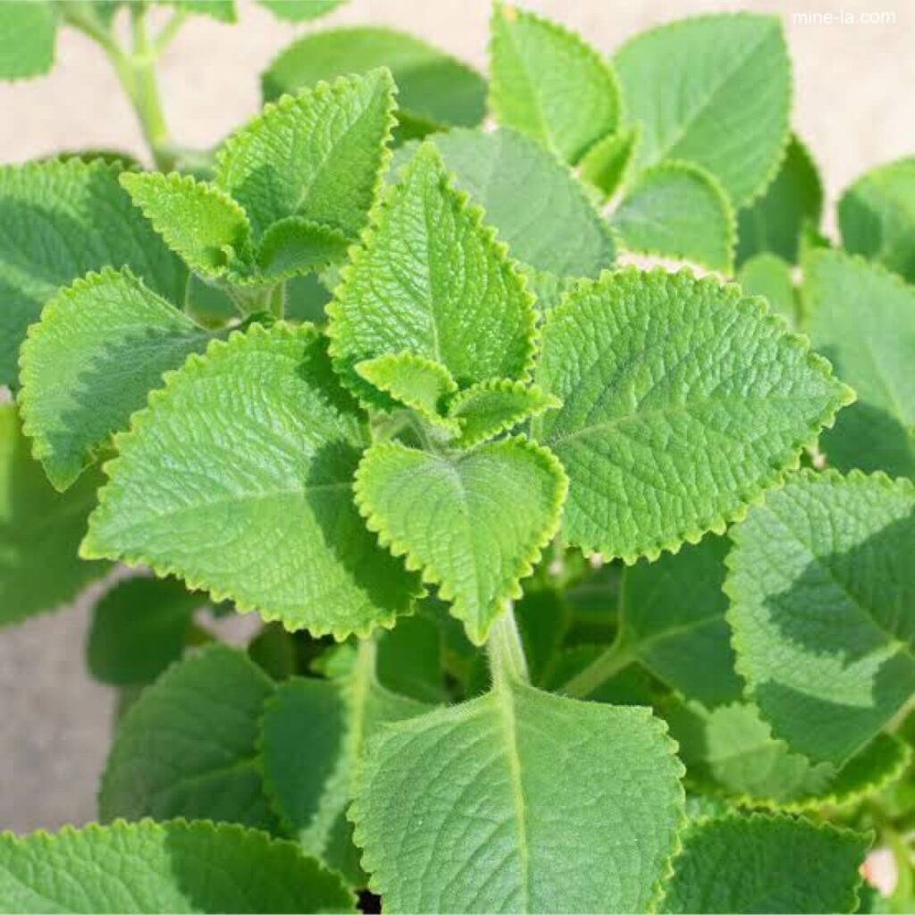 Indian Borage เป็นคุณสมบัติทางยาของพืชขึ้นอยู่กับการมีอยู่ของสารพฤกษเคมีบางชนิดที่มีอยู่ในพืช ในหมู่พวกเขา โบเรจอินเดีย หรือเรียกอีก
