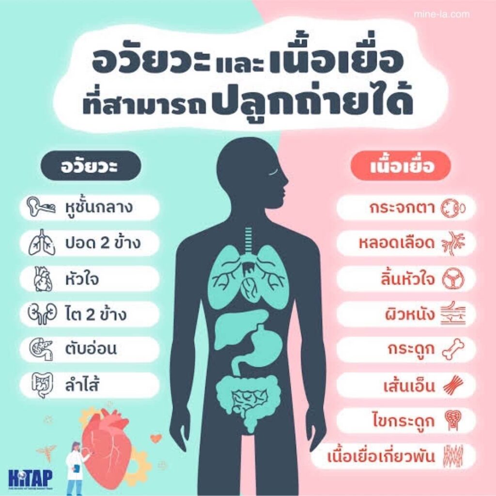 การบริจาคเนื้อเยื่อ หมายถึงกระบวนการที่ผู้เสียชีวิตบริจาคส่วนหนึ่งของร่างกายเพื่อใช้ในการผ่าตัดปลูกถ่ายเพื่อซ่อมแซมอาการบาดเจ็บห
