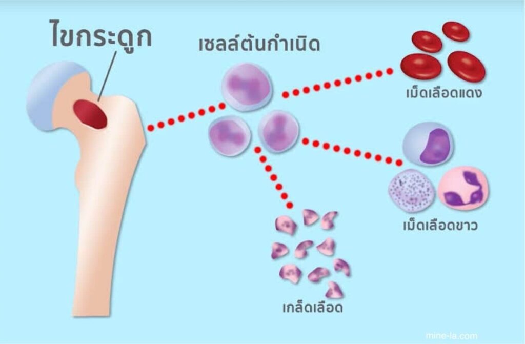 เซลล์ต้นกำเนิด เป็นจุดสนใจของนักวิจัยทางการแพทย์มาหลายปีแล้ว โดยนำความหวังมาสู่ผู้ป่วยจำนวนมากที่เป็นโรคเรื้อรัง เซลล์ต้นกำเนิ